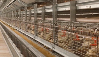 Die Kraft der vertikalen Landwirtschaft: Wie gestapelte K&auml;figsysteme die landwirtschaftliche Kapazit&auml;t erh&ouml;hen