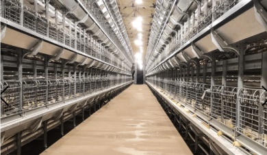 Das Geheimnis f&uuml;r ein schnelles Broilerwachstum: Warum die K&auml;figausr&uuml;stung f&uuml;r Broiler wichtig ist