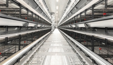 Революция в производстве яиц: будущее клеточного оборудования для несушек