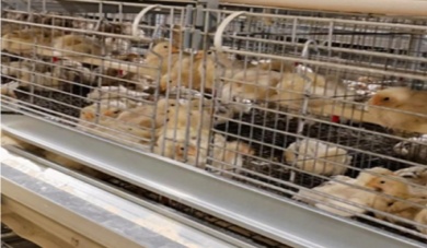 Как оборудование для бройлерных клеток может сократить затраты и повысить прибыльность птицефабрик