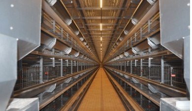 Paggawa ng Tamang Kapaligiran para sa Mga Chicks: Bakit Mahalaga ang Brooding Cage Equipment