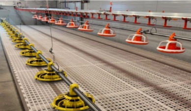 Apa Kesalahan Umum dalam Memberi Makan?