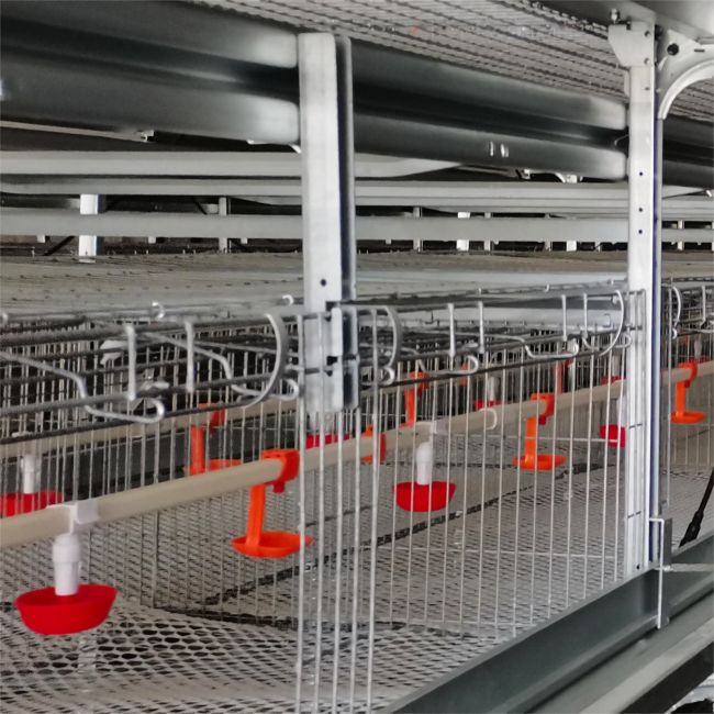 Menyederhanakan Manajemen Peternakan dengan Kandang Unggas Otomatis Canggih