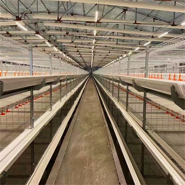 Mengoptimalkan Pemanfaatan Ruang dengan Poulay dan Kandang Petelur yang Dirancang Khusus