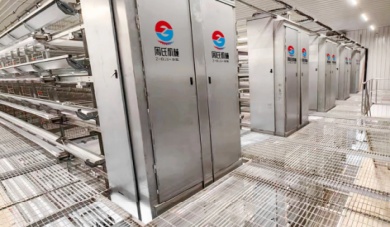 Mahusay At Makatao: Paano Tinitiyak ng Layer Cage Equipment ang Mas Mataas na Pagbubunga kasama ng Animal Welfare