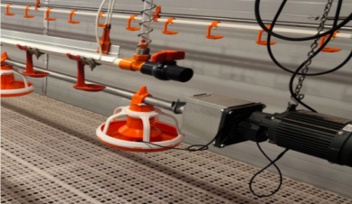 닭에게 가장 좋은 먹이는 방법은 무엇입니까?