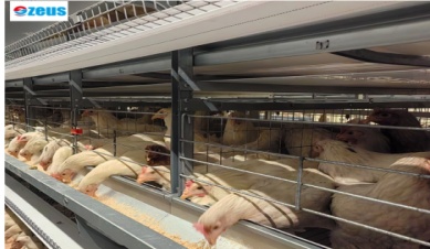 Что положить в клетки для разведения уток?