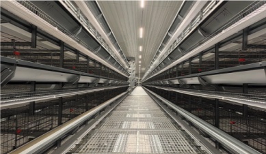 Was sind die Merkmale eines guten Entenzuchtk&auml;figs?