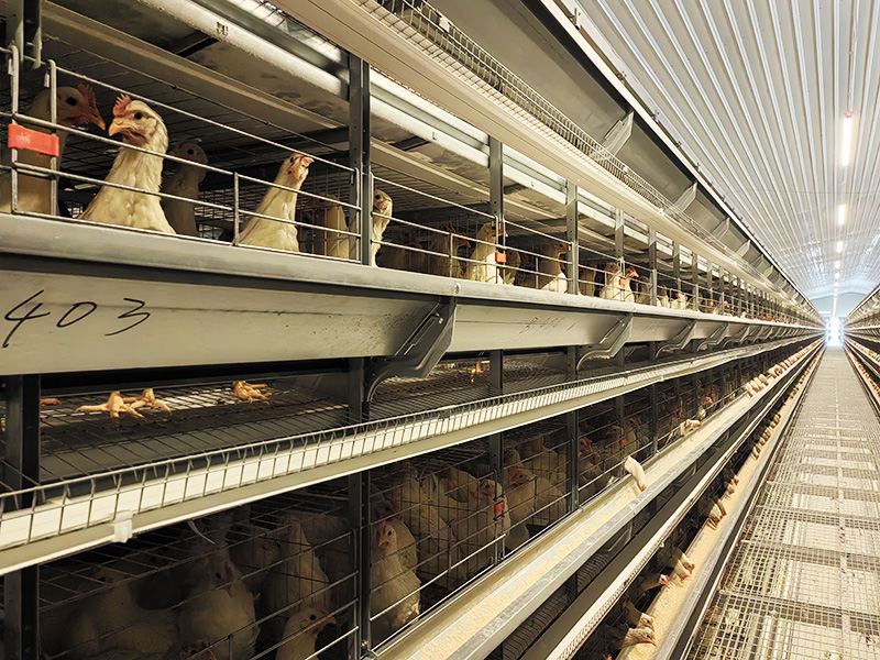 Perusahaan ini memiliki pabrik sendiri dengan pengalaman sepuluh tahun dalam R&D, produksi dan pemrosesan