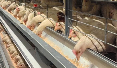 Bagaimana Peralatan Kandang Peternak Meningkatkan Kesuburan Dan Efisiensi di Peternakan Unggas