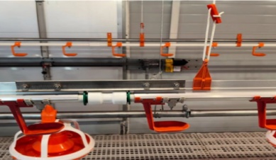 Apa Cara Terbaik Memberi Air pada Bebek?