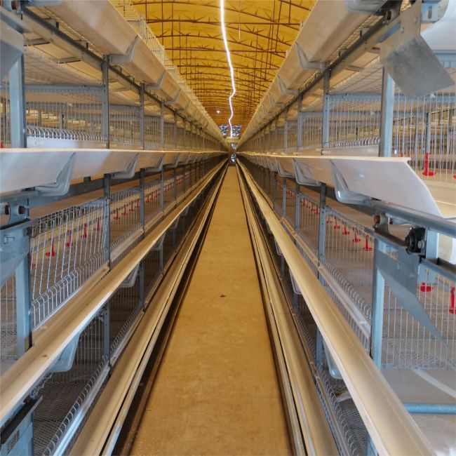 Memenuhi Kebutuhan Khusus: Keuntungan Menyesuaikan Kandang Poulay dan Ayam Petelur