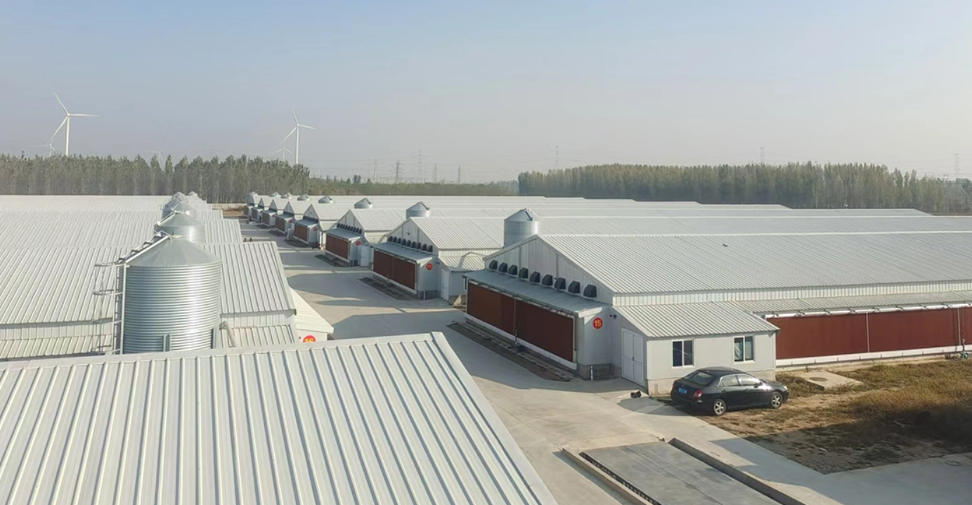 Советы по строительству современного курятника: от проектирования до автоматизации