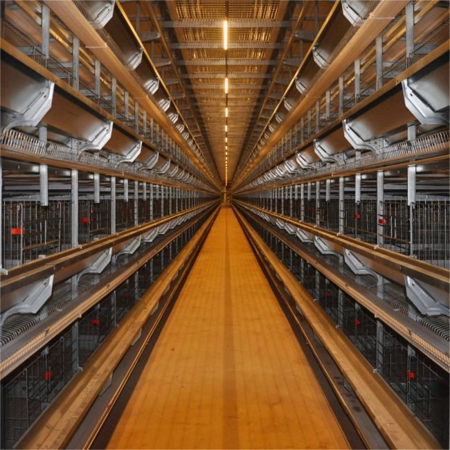 Automatisches Legehennenk&auml;figsystem: Der ROI-Leitfaden 2026 f&uuml;r s&uuml;dafrikanische Landwirte